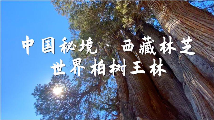 炉石传说